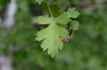 Parsley hawthorn